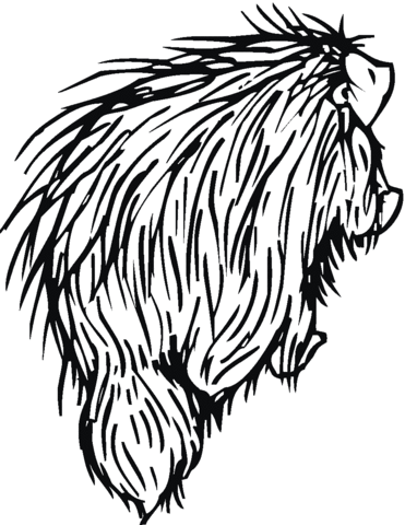 Porcupine 8 Coloring Page